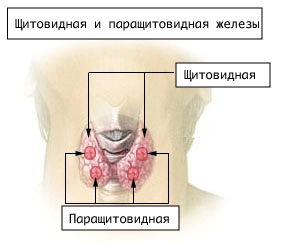Схема шеи человека, показывающая расположение щитовидной железы