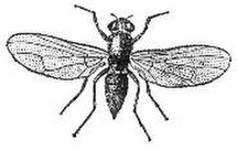 Морковная муха