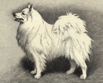 Немецкий шпиц