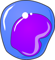 Схема строения промоноцита