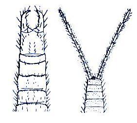 Церки двухвосток