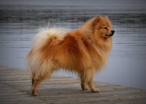 Миттельшпиц