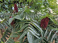 2025.08.17 Rhus Typhina Fruit Tsna Minsk Belarus.jpg