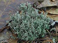 Cladonia atlantica - Flickr - pellaea.jpg