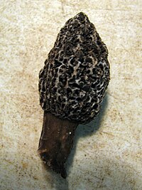 Morchella tomentosa 40375.jpg
