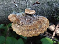Trametes trogii a1 (3).JPG