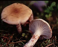 2008-11-16 Gomphidius maculatus (Scop.) Fr 29283.jpg