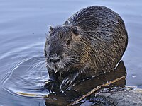 Ondatra zibethicus Germany Darmstadt Steinbrücker Teich2.jpg