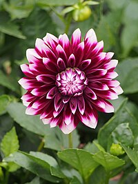 Dahlia 'Cancun' Dalia 2021-09-18 02.jpg