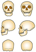 сравнение черепов Homo sapiens (слева) и Homo neanderthalensis (справа)