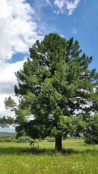 Pinus sibirica.jpg