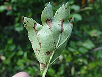 Venturia crataegi S1 (1).jpg