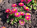 Bellis perennis 'Speedstar Plus Carmine' Stokrotka pospolita 2017-04-09 02.jpg