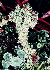 Cladonia grayi f. (9).jpg