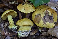 Cortinarius splendens tsj.jpg