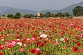 Field of Iceland poppies in the flower garden near Cheomseongdae Observatory in Gyeongju South Korea.jpg
