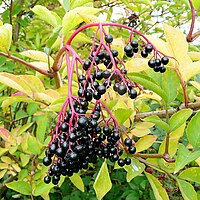 Ripe Elderberries - geograph.org.uk - 1493180.jpg