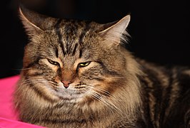 Чемпион мира Федосей