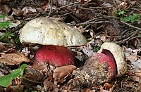 Satans-Röhrling Boletus satanas.jpg