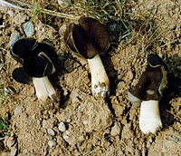 Leptopodia monachella.jpg