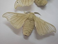 Silk worm adult01.JPG