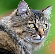 Сибирская кошка