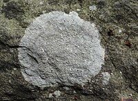 Porpidia tuberculosa a1 (1).JPG