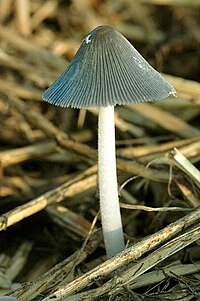 Coprinopsis spec. - Lindsey 2a.jpg