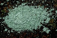 Lecanactis abietina.jpg