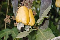 Gui1 cashewfruit2.jpg