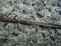 2012-05-26 Pyrenopeziza petiolaris Massee 223499.jpg