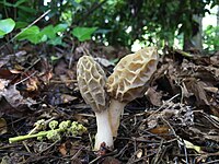 2018-04-17 Morchella sceptriformis Clowez & C. Matherly 864830.jpg