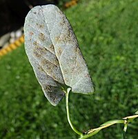 Erysiphe convolvuli a1 (5).jpg