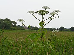 Heracleum sosnowskyi kz43.jpg