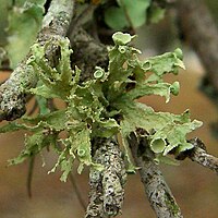 Bumpy Ramalina (993402069).jpg