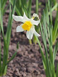 Narcissus 'Sophie's Choice' Narcyz 2023-04-23 01.jpg