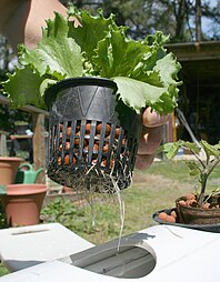 2009-03-30 Lettuce roots.jpg