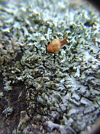 Arthonia phaeophysciae 137583408.jpg