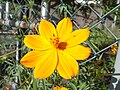 Cosmos flower1.jpg