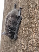 Hypsugo savii 211973488.jpg