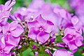 Phlox 0136.jpg