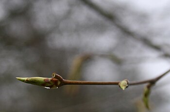 Carpinus-betulus-bud.jpg