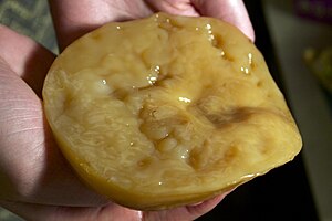 Симбиотическая культура SCOBY, используемая для изготовления чайного кваса