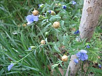 Лён цветы и плоды (Саратов).jpg