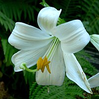 Lilium candidum 2.jpg