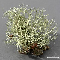 Ramalina willeyi (4503846503).jpg