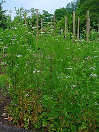 Coriandrum sativum 001.JPG