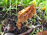 Morchella rufobrunnea 76858.jpg