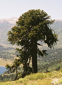 Araucaria araucana Lanin3.jpg