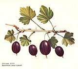 Крыжовник «Мавр чёрный»